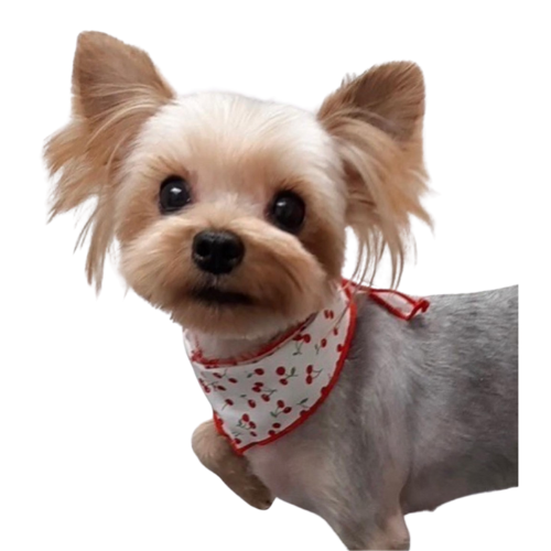 危険物に起因する火災が発生した際にも、その高い消火能力を発揮します。